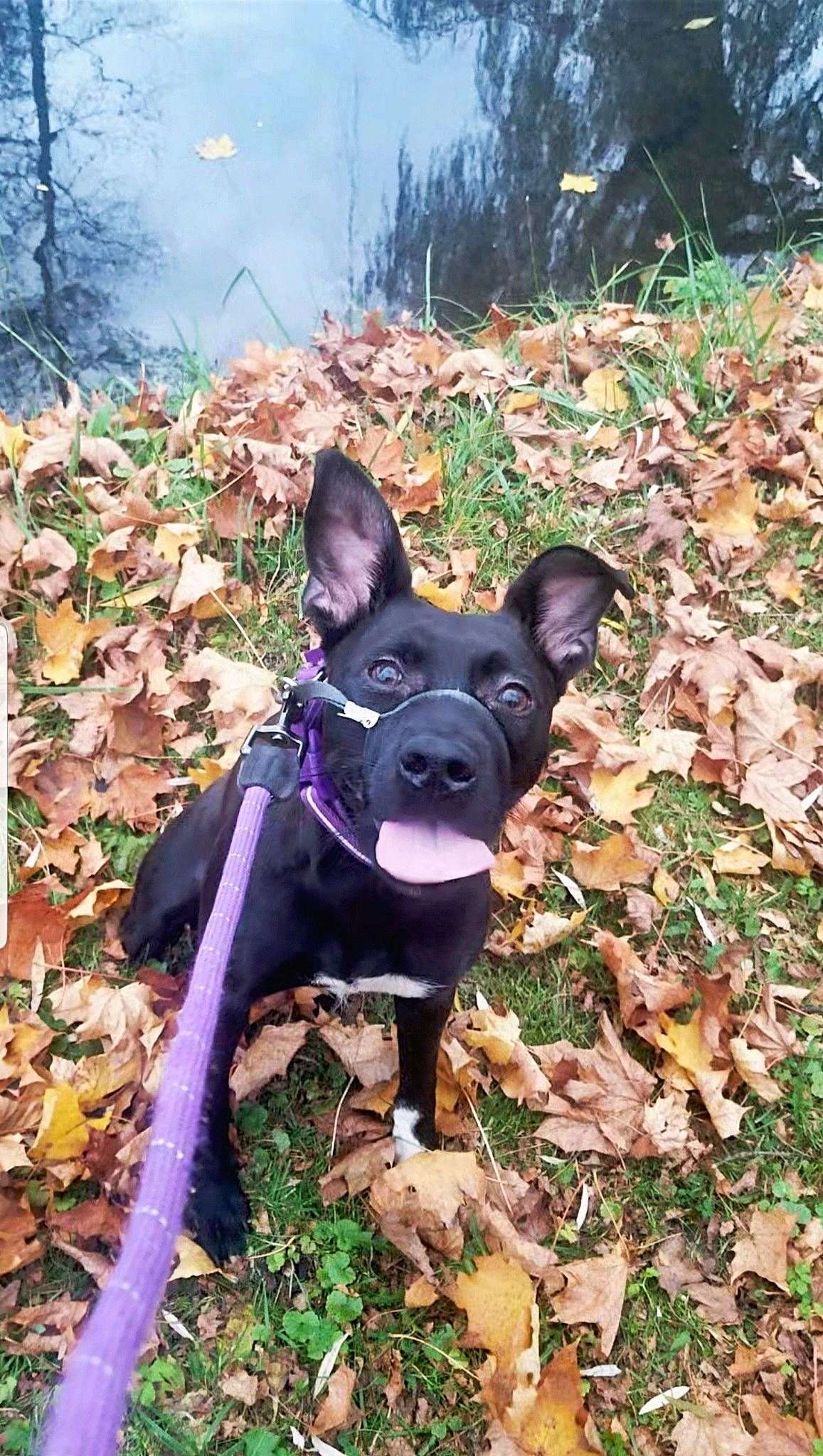 Indi joined the competition — help win amazing prizes! boston_terrier, canidae, carnivore, collar, companion_dog, dog, dog_breed, fawn, grass, groundcover, leaf, mexican_hairless_dog, plant, sky, snout, sporting_group, terrier, toy_dog, tree, working_animal