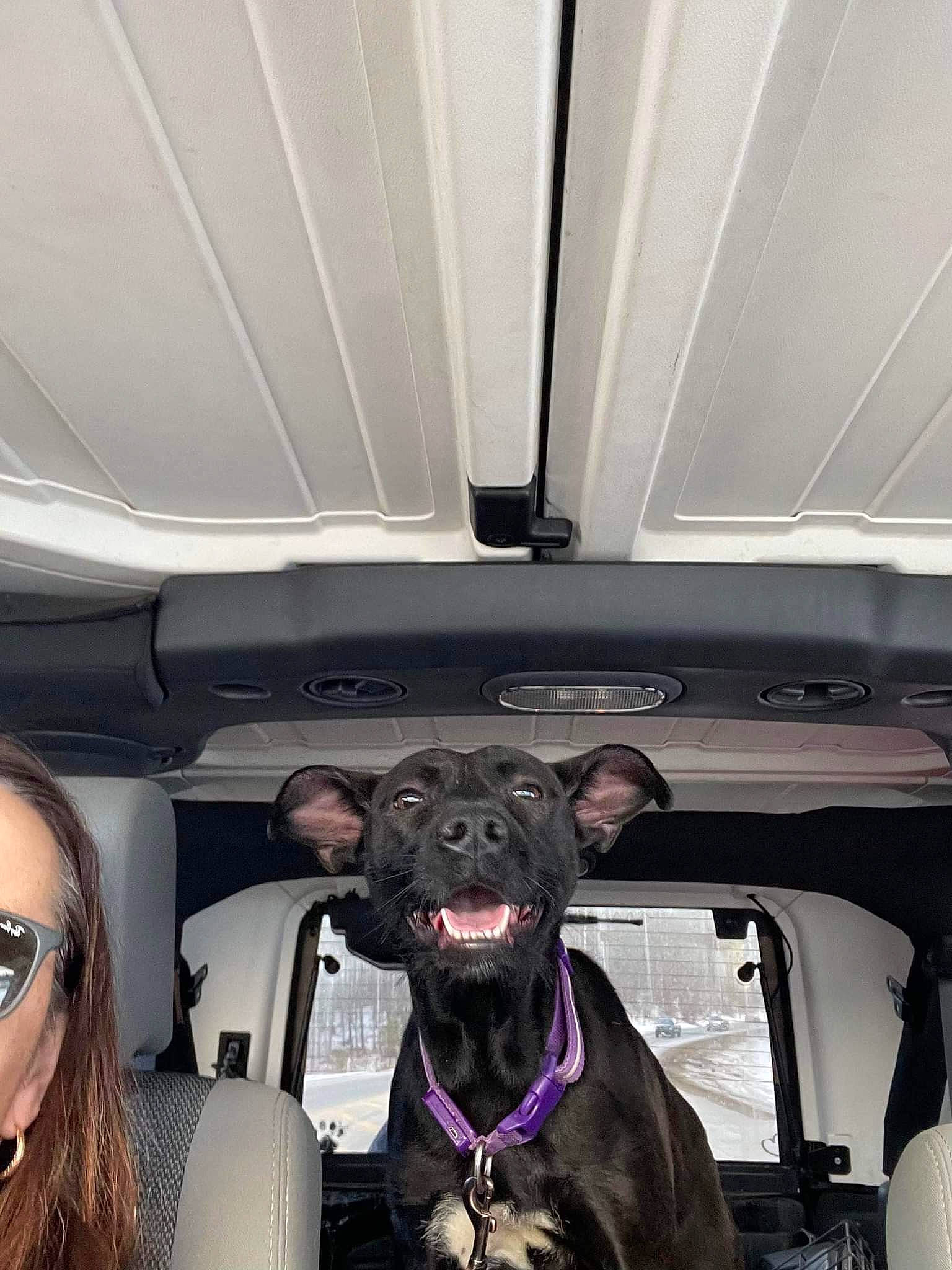 Indi is registered to the contest to win money with this photo: auto_part, automotive_design, automotive_exterior, car, car_seat, car_seat_cover, carnivore, collar, companion_dog, dog, dog_breed, dog_collar, eyewear, family_car, head_restraint, motor_vehicle, snout, sporting_group, vehicle, vehicle_door