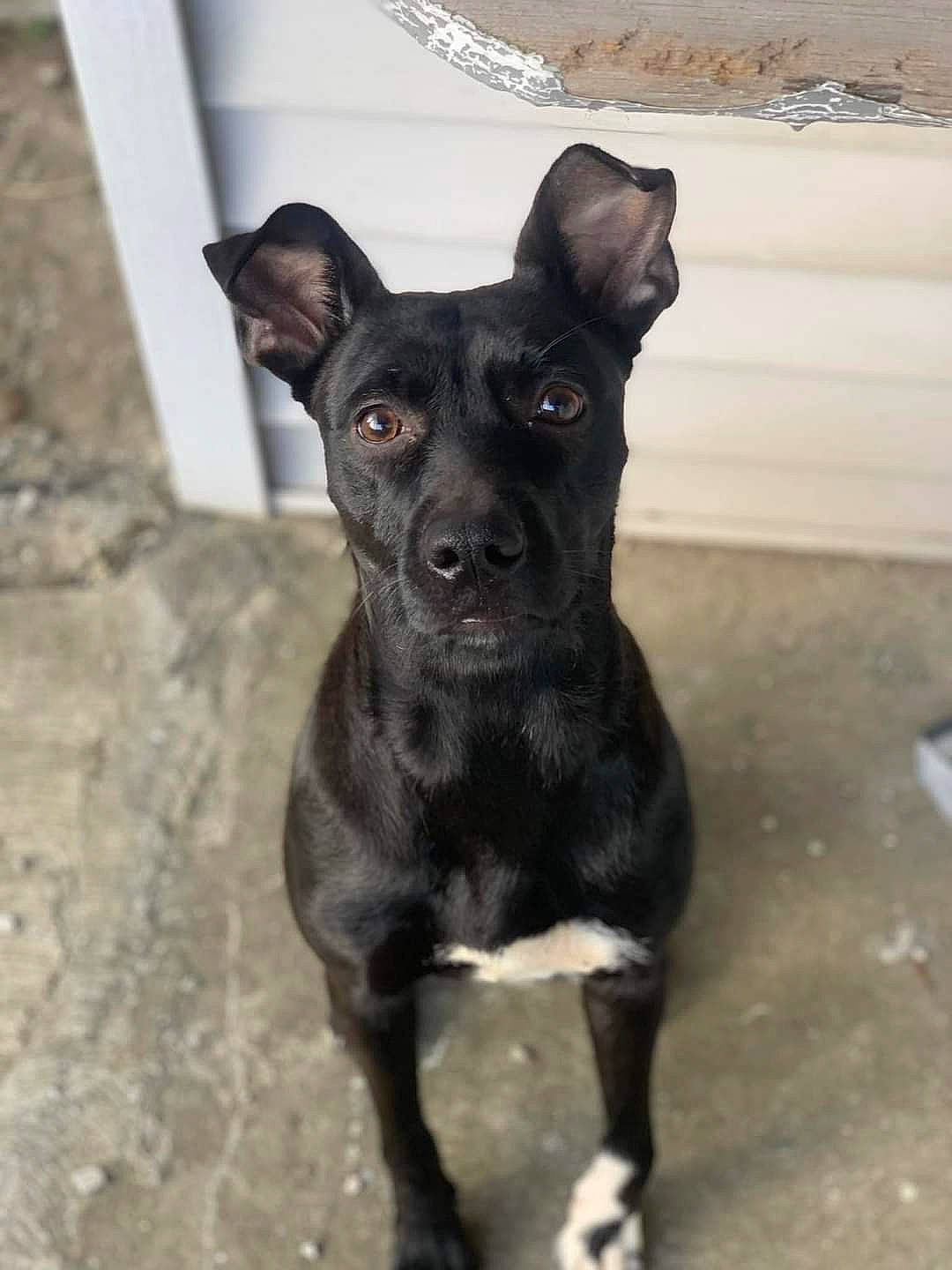 Indi is registered to the contest to win money with this photo: canidae, carnivore, companion_dog, dog, dog_breed, dog_collar, ear, fawn, guard_dog, non_sporting_group, snout, sporting_group, terrestrial_animal, toy_dog, whiskers, working_animal