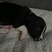 Apollo joined the competition — help win amazing prizes! puppy, dog, sleeping, black_and_white, blanket, cozy, pet, animal, fur, cute, indoor, resting, young, canine, paw, snout, sleep, soft, fur_texture, peaceful