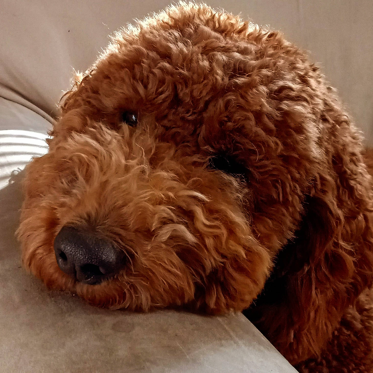 Riley joined the competition — help win amazing prizes! brown, canidae, carnivore, companion_dog, dog, dog_breed, fur, goldendoodle, labradoodle, liver, non_sporting_group, poodle, poodle_crossbreed, snout, sporting_group, terrestrial_animal, terrier, toy_dog, water_dog, working_animal