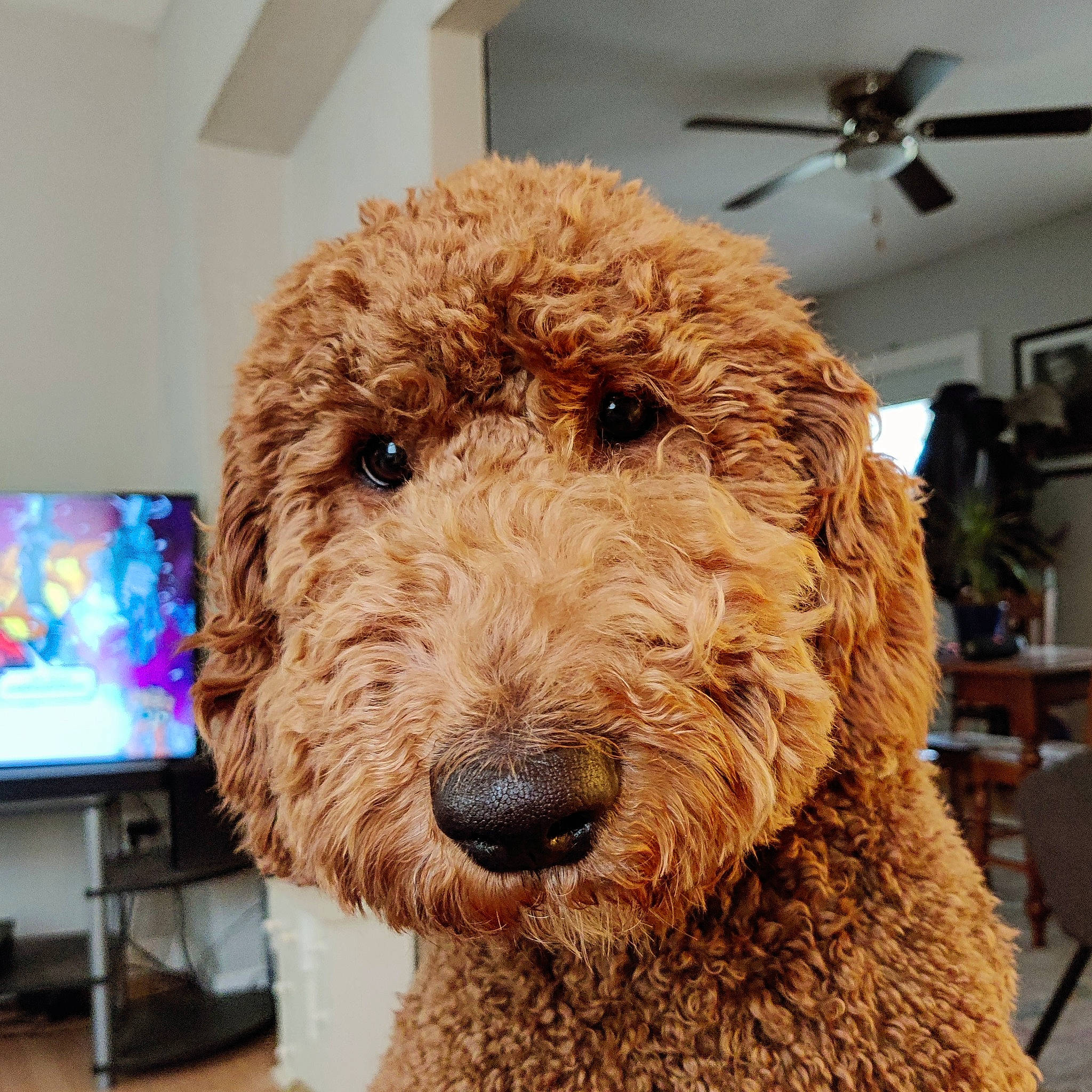 Riley is registered to the contest to win money with this photo: canidae, carnivore, ceiling_fan, chair, companion_dog, display_device, dog, dog_breed, fawn, fur, mechanical_fan, poodle, snout, sporting_group, television, terrier, toy_dog, water_dog, wood, working_animal