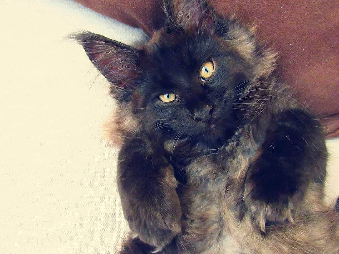 Sirius Black A Dream Of Spring participe au concours pour gagner de l'argent avec cette photo : black_cat, british_longhair, carnivore, cat, claw, comfort, domestic_short_haired_cat, electric_blue, fawn, felidae, fur, paw, small_to_medium_sized_cats, snout, tail, terrestrial_animal, whiskers, window