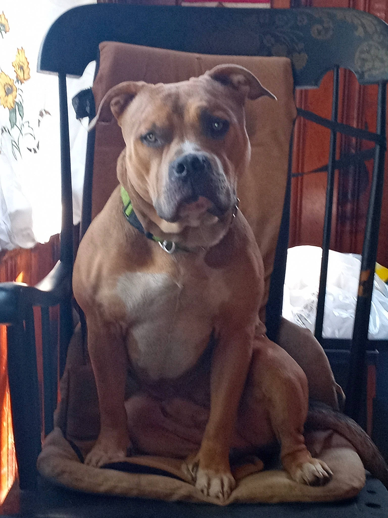 Mocha joined the competition — help win amazing prizes! canidae, carnivore, chair, collar, comfort, companion_dog, dog, dog_breed, dog_collar, fawn, guard_dog, liver, molosser, pet_supply, snout, sporting_group, whiskers, wood, working_animal, wrinkle