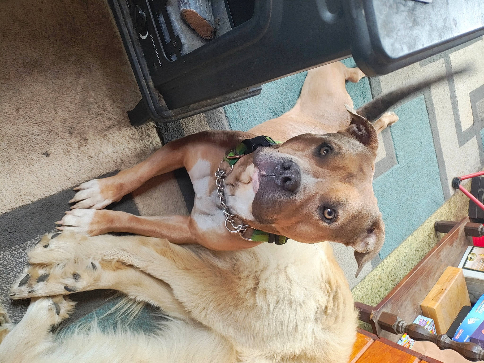 Mocha is registered to the contest to win money with this photo: automotive_lighting, bumper, canidae, carnivore, collar, companion_dog, dog, dog_breed, dog_collar, dog_supply, fawn, fur, guard_dog, paw, sporting_group, street_dog, vehicle_door, whiskers, working_animal, working_dog