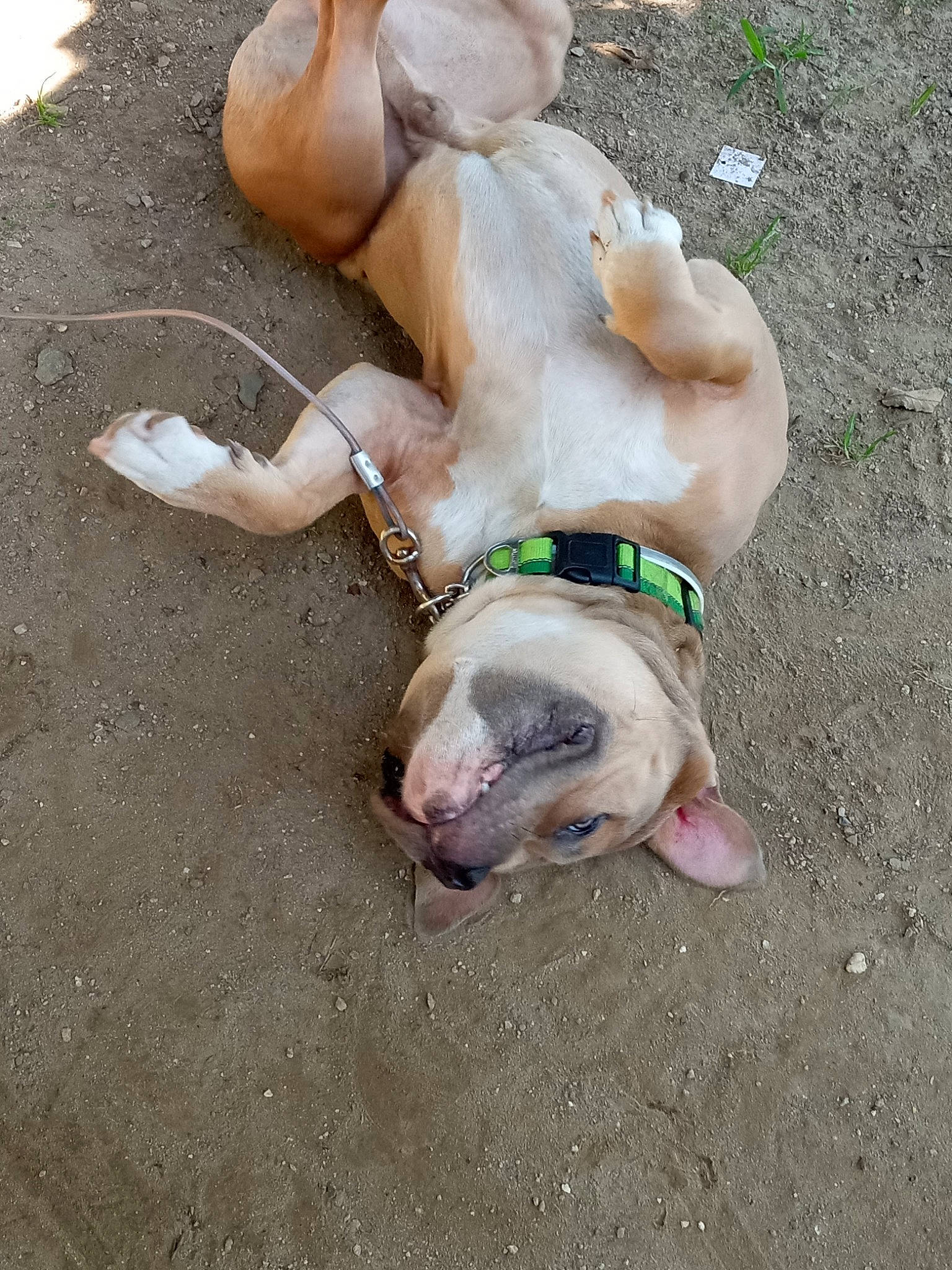 Mocha is registered to the contest to win money with this photo: canidae, carnivore, collar, companion_dog, concrete, dog, dog_breed, dog_collar, dog_supply, fawn, foot, grass, leash, non_sporting_group, paw, pet_supply, sporting_group, street_dog, tail, working_animal