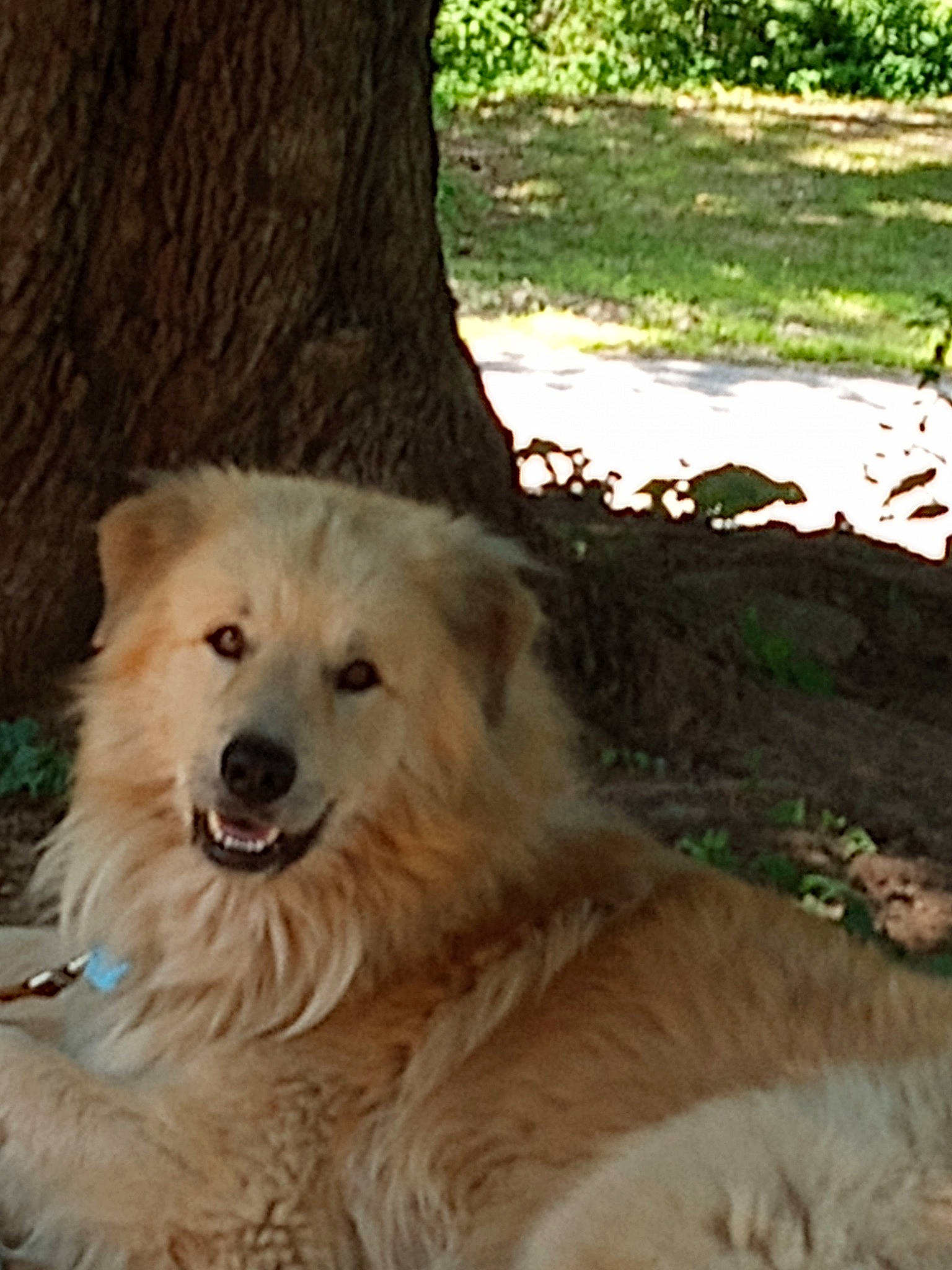 Scruffy joined the competition — help win amazing prizes! ancient_dog_breeds, canidae, carnivore, companion_dog, dog, dog_breed, fang, fawn, fur, giant_dog_breed, plant, smile, snout, sporting_group, terrestrial_animal, tree, trunk, whiskers, working_animal, working_dog