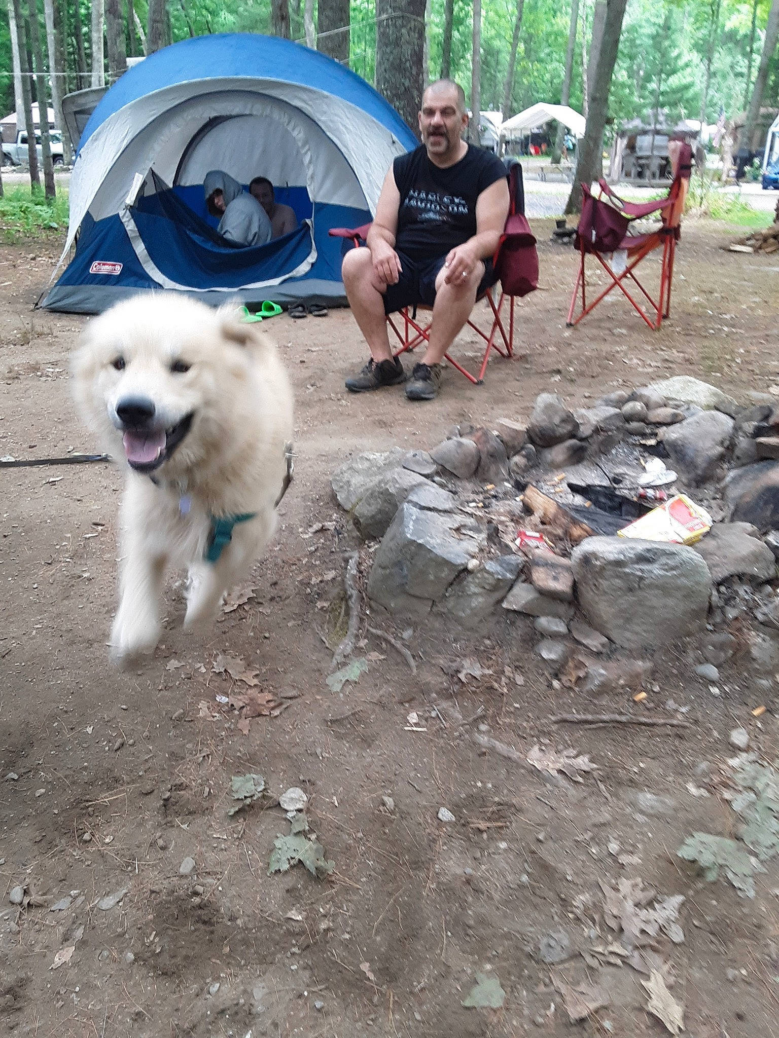 Scruffy is registered to the contest to win money with this photo: bench, canidae, carnivore, chair, companion_dog, dog, dog_breed, event, leisure, maremma_sheepdog, pet_supply, plant, pollution, recreation, shorts, soil, sporting_group, tent, tree, working_animal