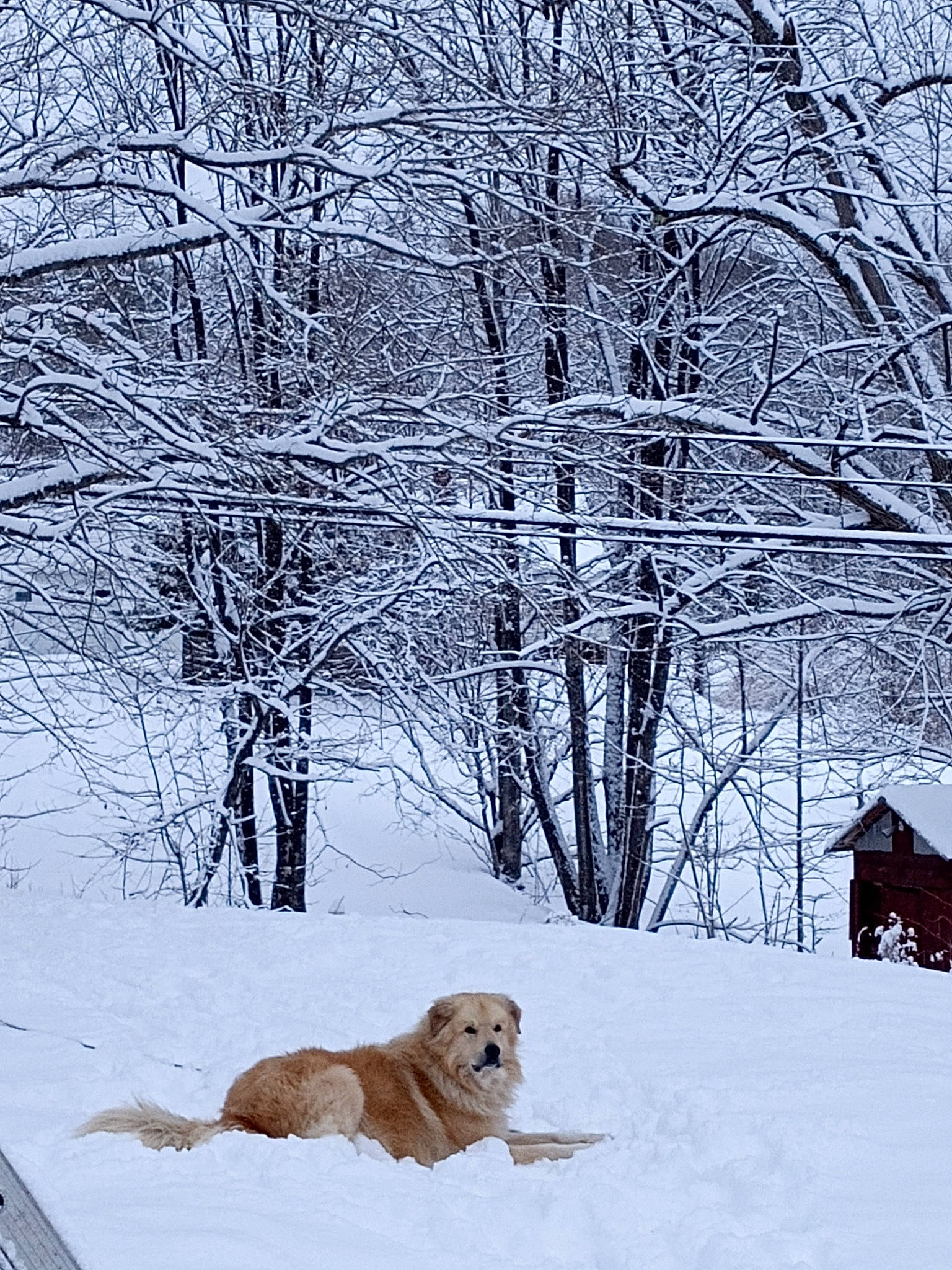 Scruffy is registered to the contest to win money with this photo: branch, canidae, carnivore, companion_dog, dog, dog_breed, event, fawn, freezing, gun_dog, plant, precipitation, retriever, snow, sporting_group, tree, twig, wildlife, winter, wood