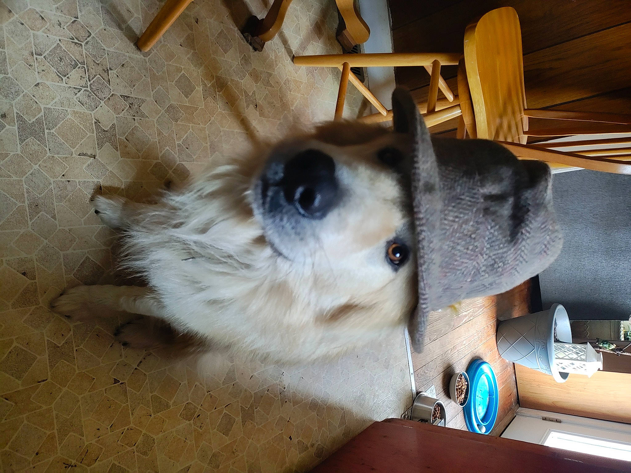 Scruffy is registered to the contest to win money with this photo: canidae, carnivore, companion_dog, dog, dog_breed, fawn, felidae, flooring, fur, hardwood, paw, small_to_medium_sized_cats, snout, spitz, sporting_group, table, toy_dog, whiskers, wood, working_animal