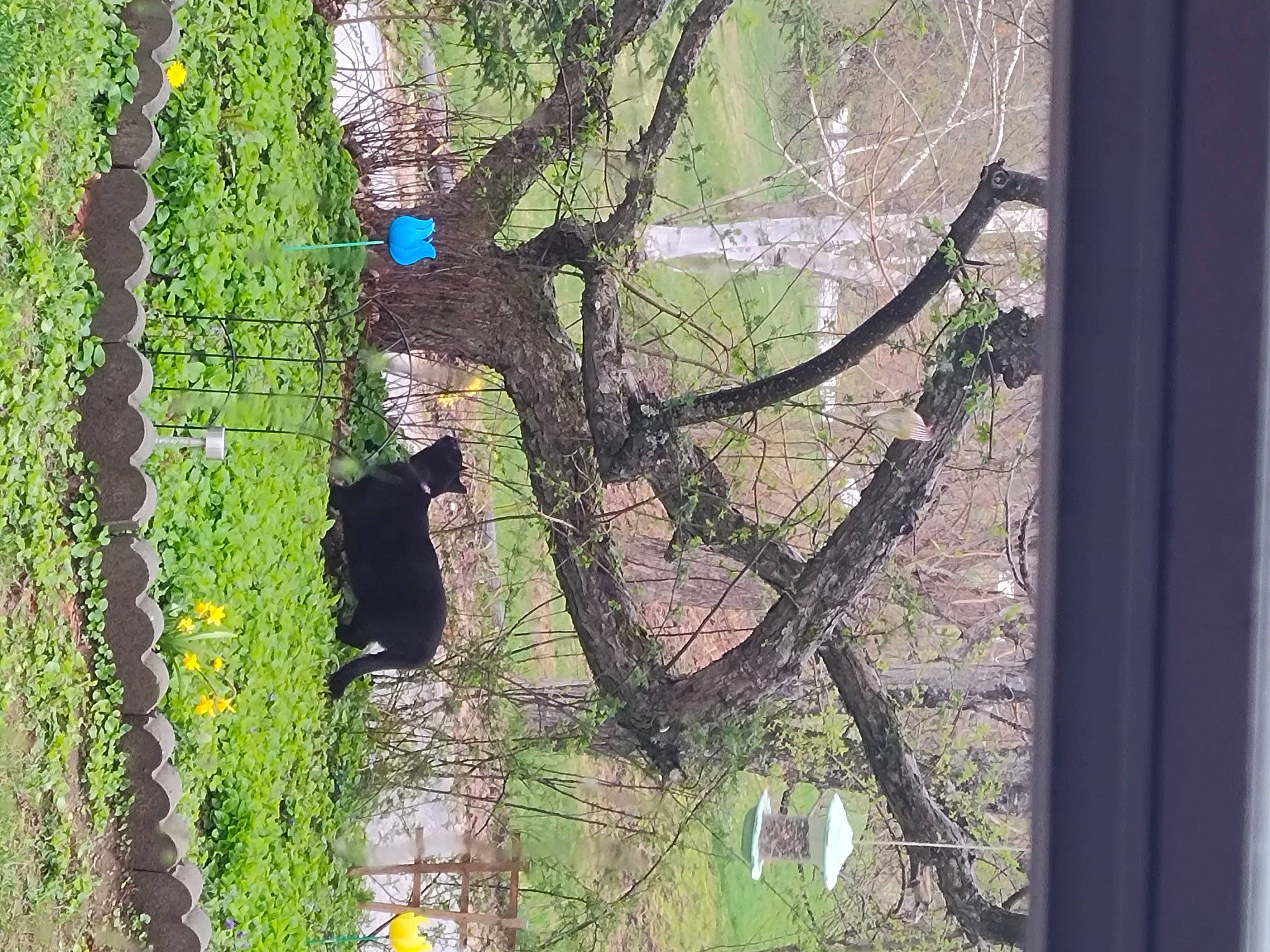 Twilight joined the competition — help win amazing prizes! branch, forest, grass, groundcover, landscape, northern_hardwood_forest, plant, plant_stem, reflection, shadow, terrestrial_plant, tints_and_shades, tree, trunk, twig, wildlife, window, wood, woodland, woody_plant