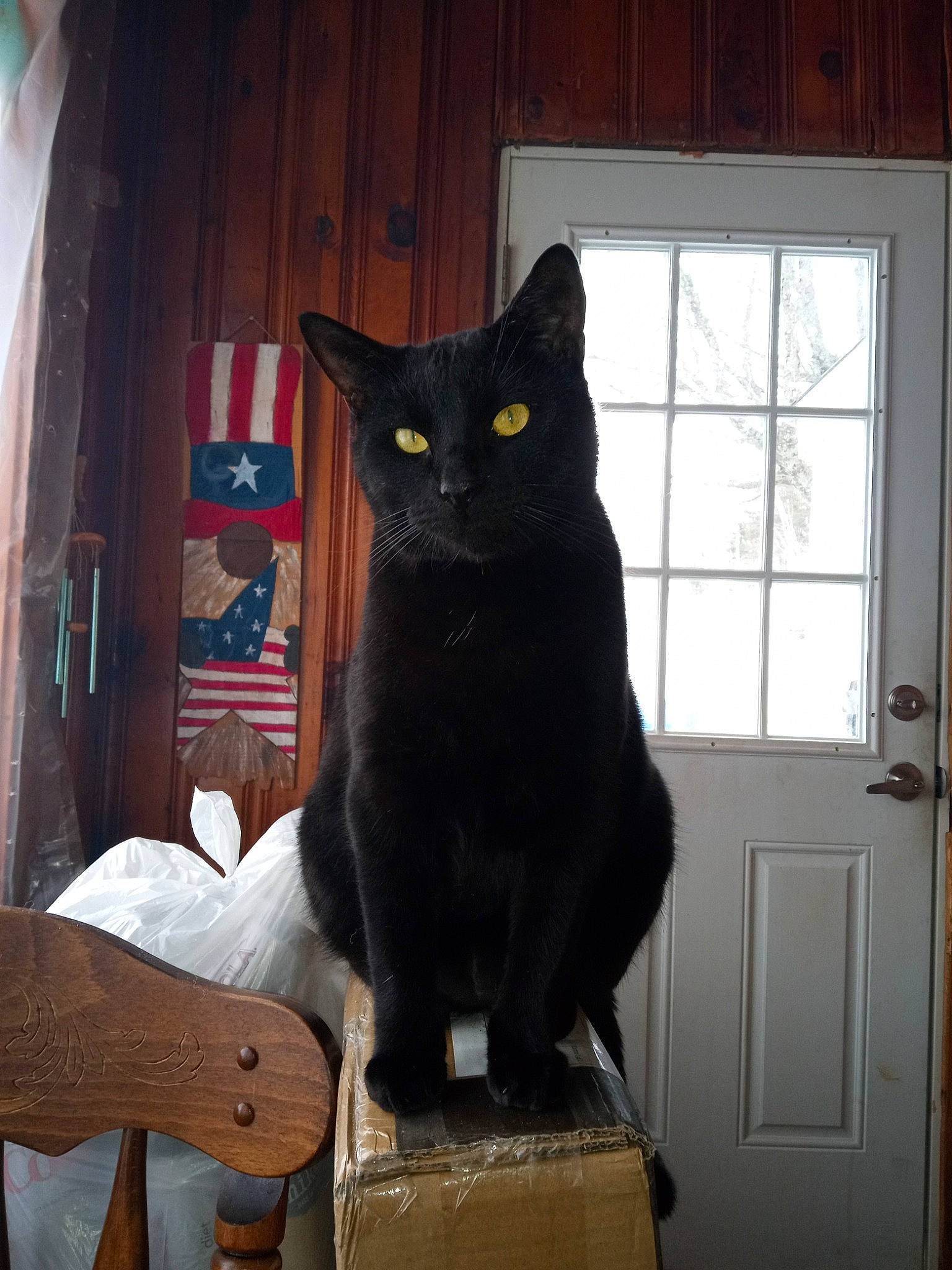 Twilight is registered to the contest to win money with this photo: black_cat, bombay, box, carnivore, cat, cat_supply, chair, domestic_short_haired_cat, door, felidae, fixture, fur, hardwood, room, small_to_medium_sized_cats, snout, tail, whiskers, window, wood