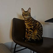 Cheetos is registered to the contest to win money with this photo: animal, bengal_cat, cat, chair, domestic_animal, ears, feline, fur, furniture, indoor, looking, pet, quiet, shadow, sitting, spotted, striped, tail, wall, whiskers