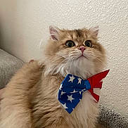 Samson joined the competition — help win amazing prizes! cat, fluffy, bow_tie, patriotic, stars, stripes, curious, wide_eyes, indoor, texture, wall, pet, animal, feline, cute, domestic, face, whiskers, fur, collar