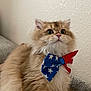 cat, fluffy, bow_tie, patriotic, stars, stripes, curious, wide_eyes, indoor, texture, wall, pet, animal, feline, cute, domestic, face, whiskers, fur, collar