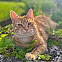 animal, cat, closeup, cute, daylight, focus, fur, garden, greenery, ground, leaf, nature, orange_tabby, outdoor, paw, pet, plant, relaxed, sunlight, whiskers