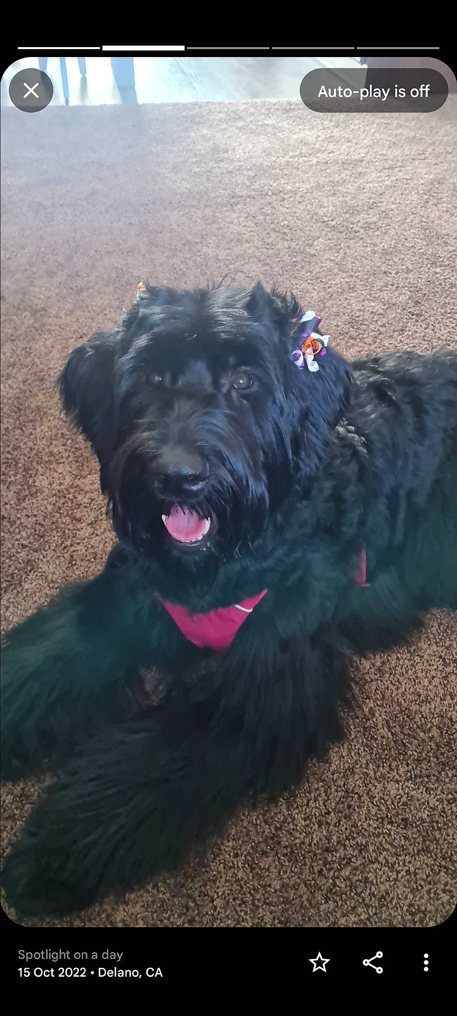 Monse joined the competition — help win amazing prizes! canidae, carnivore, companion_dog, dog, dog_breed, fur, small_terrier, snout, soil, sporting_group, terrier, water_dog, working_animal, working_dog