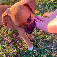 Bandit joined the competition — help win amazing prizes! puppy, dog, hand, grass, outdoor, sunlight, animal, pet, young, brown, cute, nature, closeup, sniffing, paw, small, fur, ear, daylight, interaction