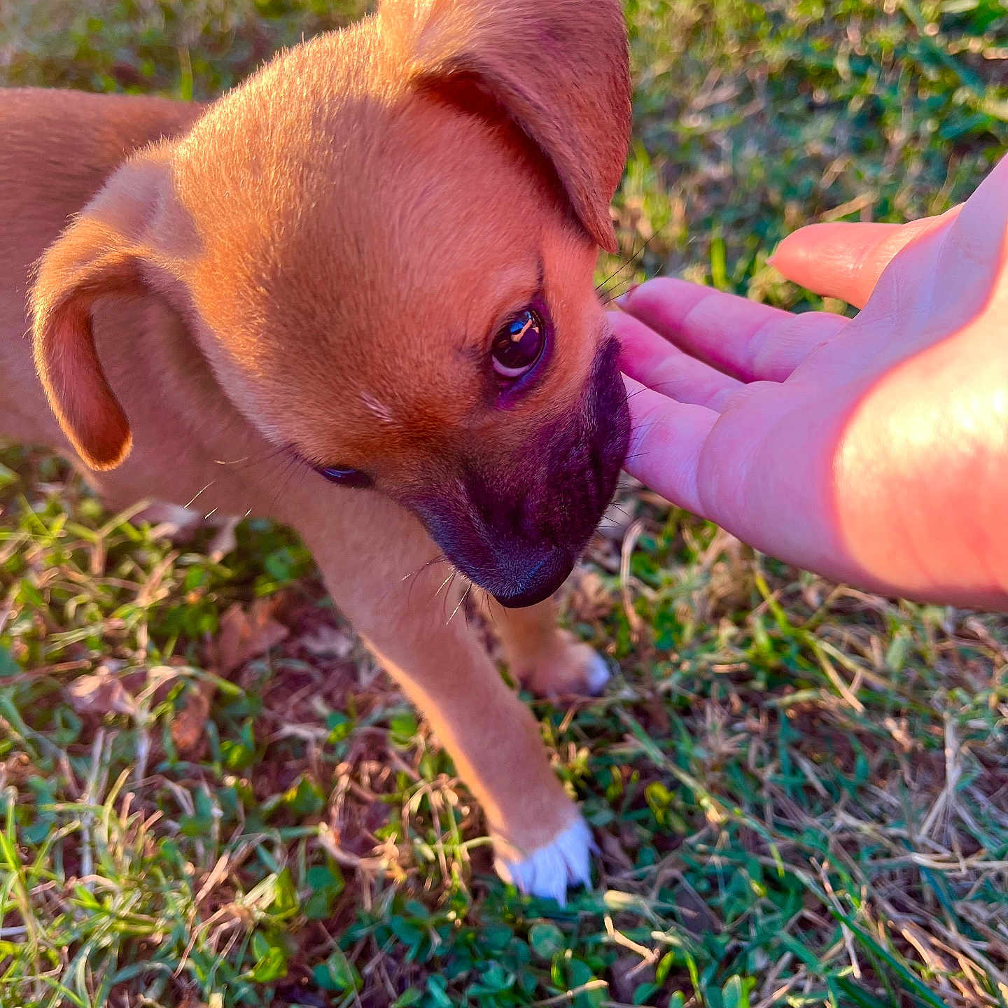 Bandit joined the competition — help win amazing prizes! animal, brown, closeup, cute, daylight, dog, ear, fur, grass, hand, interaction, nature, outdoor, paw, pet, puppy, small, sniffing, sunlight, young