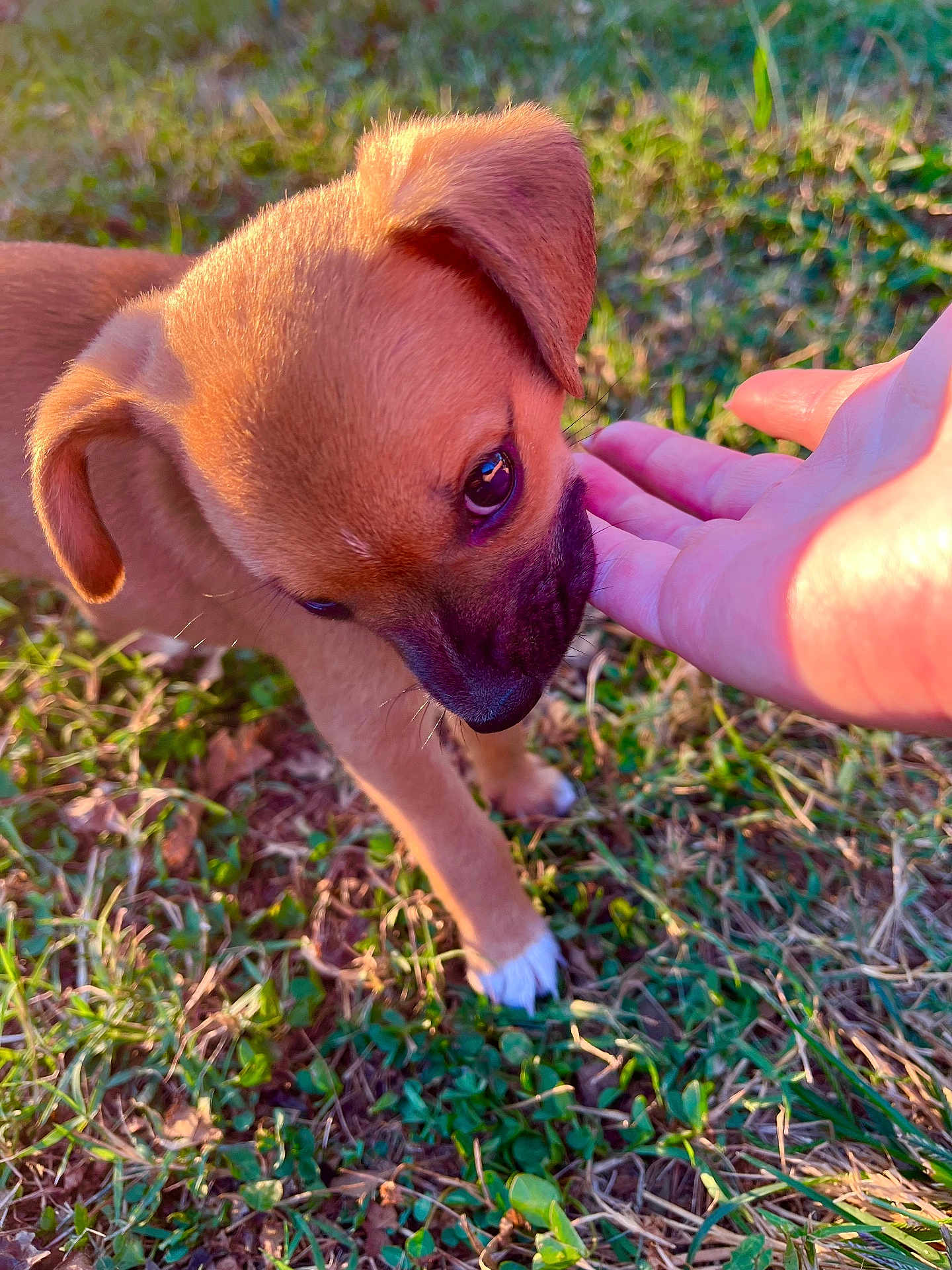 Bandit joined the competition — help win amazing prizes! puppy, dog, hand, grass, outdoor, sunlight, animal, pet, young, brown, cute, nature, closeup, sniffing, paw, small, fur, ear, daylight, interaction