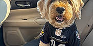 Mikey is registered to the contest to win money with this photo: animal, baltimore_ravens, blanket, car_interior, companion, cute, dog, fluffy, football_jersey, furry, happy, nfl, pet, road_trip, seat, smiling, sunlight, travel, trees, window