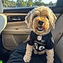 dog, car_interior, seat, blanket, sunlight, window, trees, football_jersey, nfl, baltimore_ravens, pet, cute, fluffy, smiling, happy, animal, travel, road_trip, furry, companion