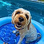 dog, inflatable_pool, water, summer, outdoor, happy, pet, blue, paw_prints, hand, collar, tag, small_pool, canine, sunlight, grass, relaxing, cute, playful, animal