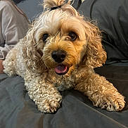 Mikey is registered to the contest to win money with this photo: dog, curly_fur, topknot, pet, indoor, couch, happy, tongue_out, brown_eyes, fur, paw, relaxed, person, hoodie, background, home, domestic_animal, companion, cute, lying_down
