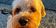 Mikey joined the competition — help win amazing prizes! dog, close_up, curly_fur, leash, outdoor, pavement, sunlight, golden_hour, pet, animal, cute, canine, walking, fur, muzzle, eyes, collar, daylight, portrait, companion