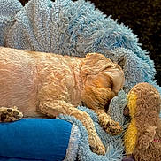 Mikey joined the competition — help win amazing prizes! animal, blanket, blue, comfort, cozy, cute, dog, duck, fur, home, indoor, paw, pet, plush_toy, relaxation, resting, sleep, sleeping, snuggled, soft_texture