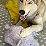 animal, bed, blanket, blue_eyes, canine, cute, dog, fur, happy, husky, indoor, paw, pet, playful, plush, polka_dot, purple, smiling, stuffed_toy, yellow