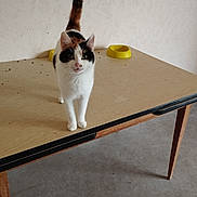 Minette participe au concours pour gagner de l'argent avec cette photo : cat, calico_cat, table, wooden_table, indoor, pet, animal, curious, feline, tail_up, floor, yellow_bowls, empty_bowls, standing, looking_up, whiskers, ears, four_legs, domestic_cat, fur