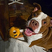 Clyde is registered to the contest to win money with this photo: animal, brown_and_white, canine, close_up, dog, donut, ears_up, floor, happy, indoor, looking_up, pet, playful, plush, rug, smiling, teeth, tongue, toy, wooden_floor