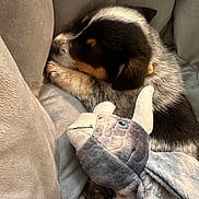 Kiki is registered to the contest to win money with this photo: animal, black, brown, comfort, companion, cozy, cushion, cute, dinosaur_toy, dog, fur, indoor, pet, plush_toy, puppy, relaxing, resting, sleeping, soft, white
