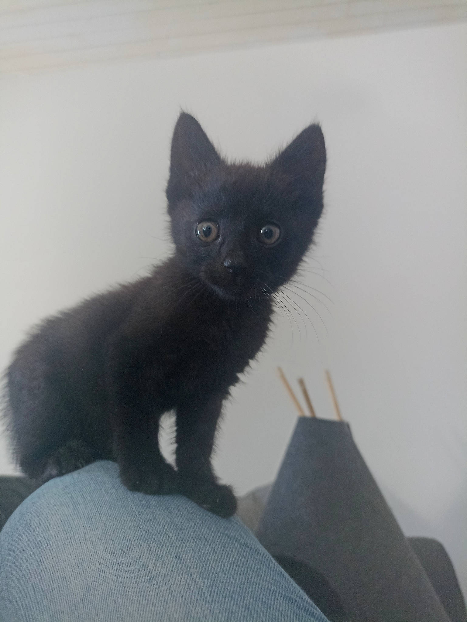 Marvin participe au concours pour gagner de l'argent avec cette photo : black_cat, bombay, carnivore, cat, claw, comfort, domestic_short_haired_cat, eye, felidae, fur, grey, havana_brown, paw, sitting, small_to_medium_sized_cats, stairs, tail, terrestrial_animal, whiskers, window