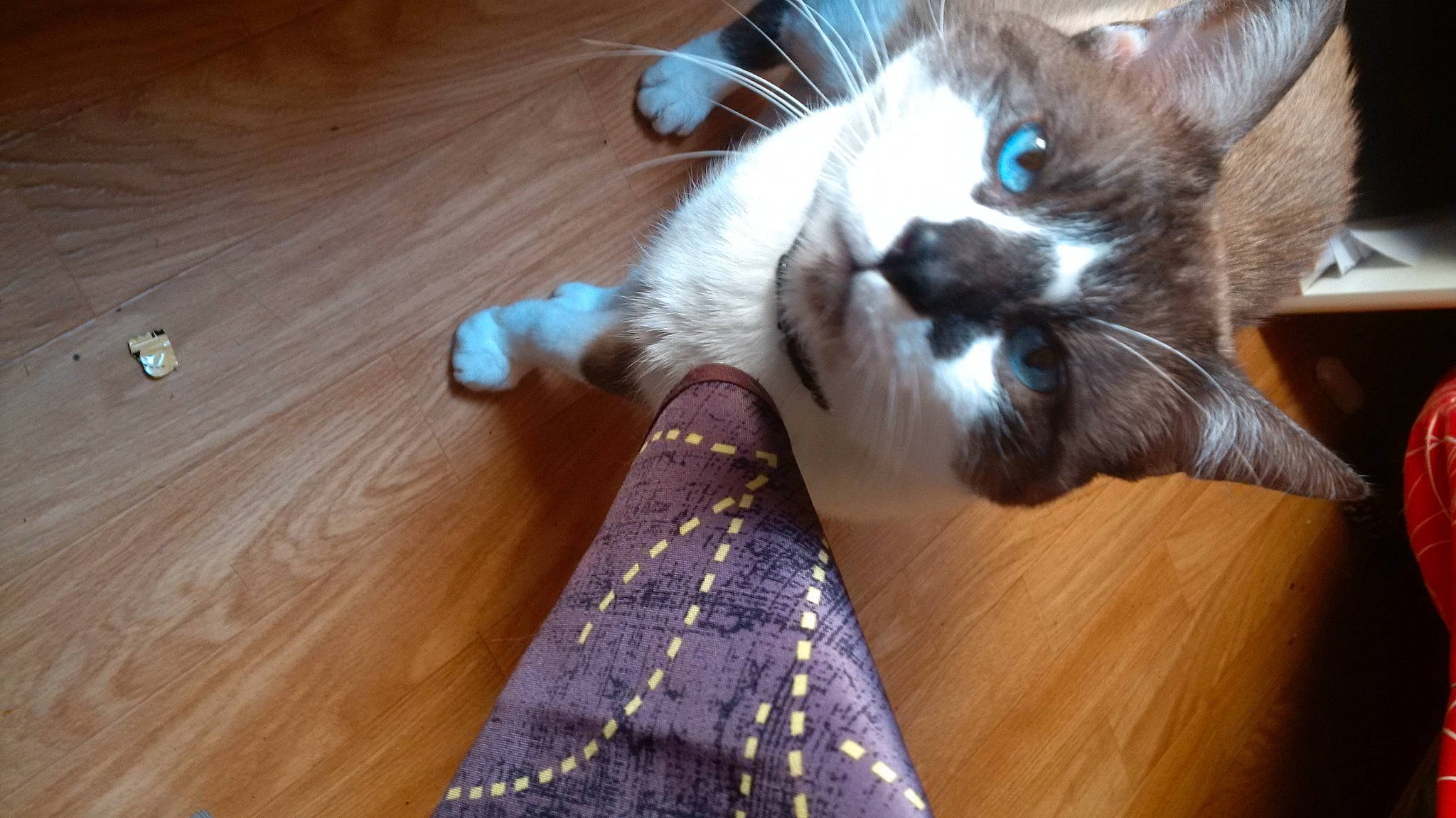 Merlin a rejoint le concours — aidez-le/la à gagner de superbes lots ! carnivore, cat, comfort, domestic_short_haired_cat, felidae, floor, flooring, foot, fur, hardwood, human_leg, laminate_flooring, paw, small_to_medium_sized_cats, tail, varnish, whiskers, wood, wood_flooring, wood_stain