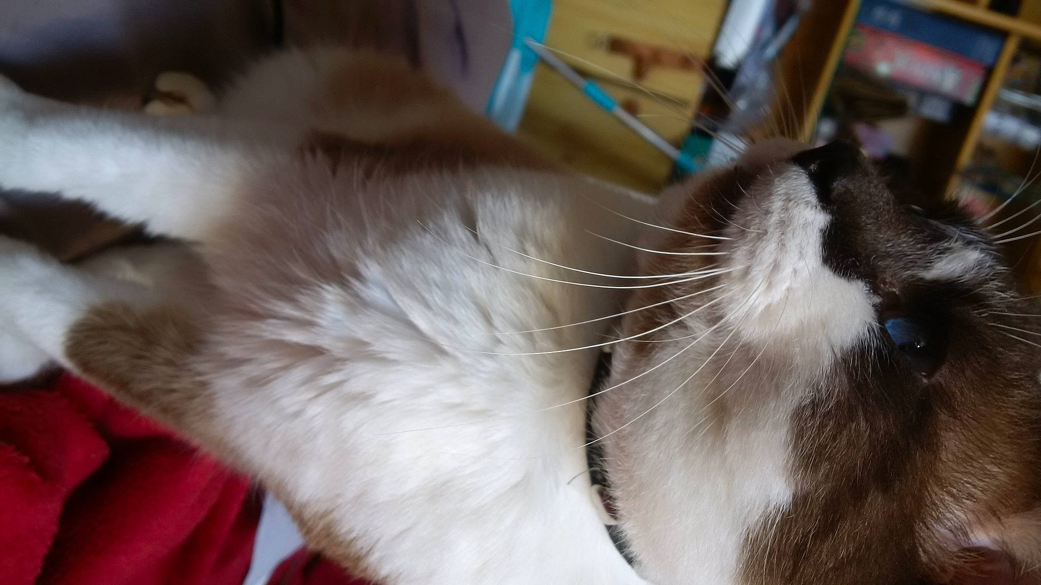 Merlin participe au concours pour gagner de l'argent avec cette photo : canidae, carnivore, cat, claw, comfort, dog_breed, domestic_short_haired_cat, ear, fawn, felidae, fur, nap, paw, small_to_medium_sized_cats, snout, sporting_group, tail, thai, tonkinese, whiskers