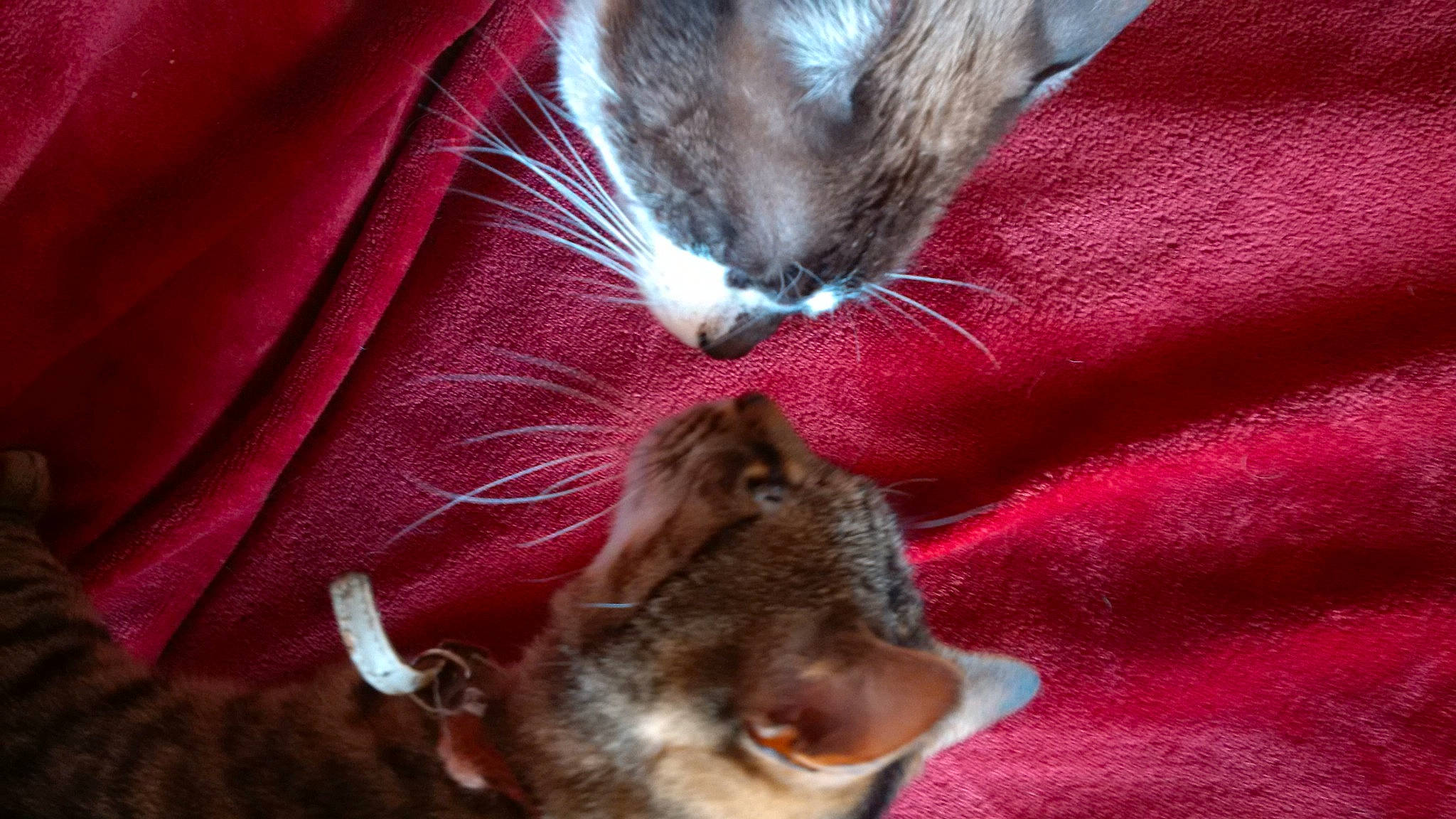 Merlin participe au concours pour gagner de l'argent avec cette photo : balinese, carnivore, cat, cat_supply, claw, comfort, domestic_short_haired_cat, ear, fawn, felidae, fur, linens, nap, paw, photography, sleep, small_to_medium_sized_cats, snout, tail, whiskers