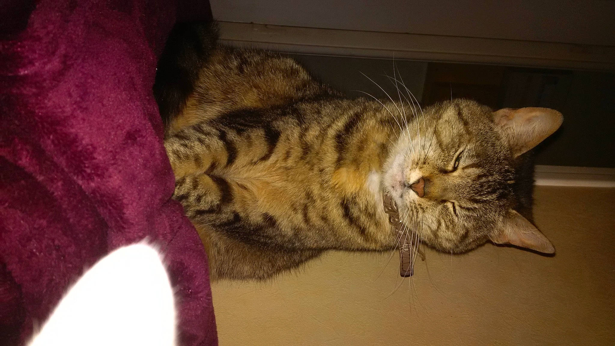 Elfy a rejoint le concours — aidez-le/la à gagner de superbes lots ! carnivore, cat, claw, comfort, domestic_short_haired_cat, felidae, fur, magenta, nap, paw, sleep, small_to_medium_sized_cats, snout, tail, terrestrial_animal, whiskers, wood