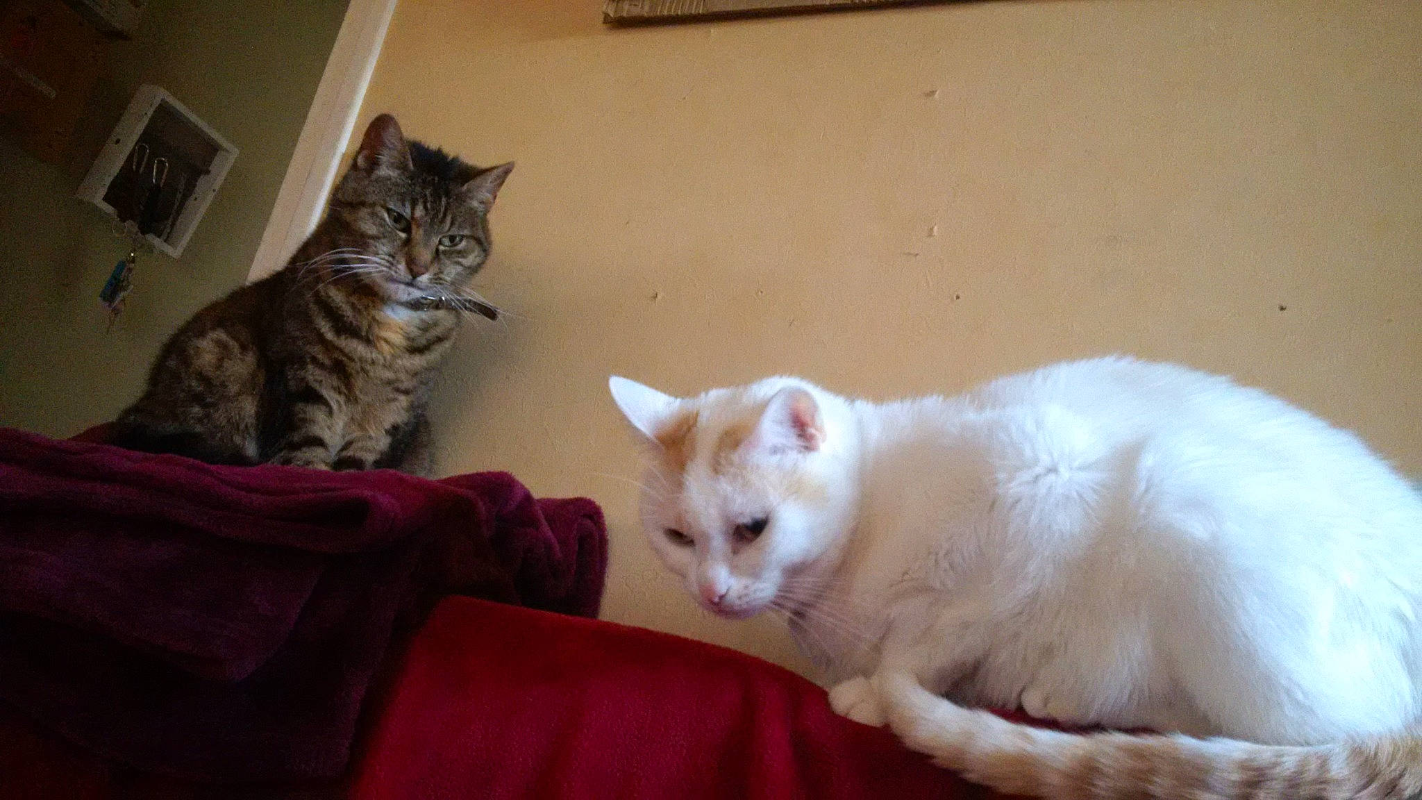 Elfy a rejoint le concours — aidez-le/la à gagner de superbes lots ! carnivore, cat, cat_furniture, claw, comfort, domestic_short_haired_cat, fawn, felidae, flooring, fur, hardwood, paw, small_to_medium_sized_cats, snout, tail, whiskers, window, wood