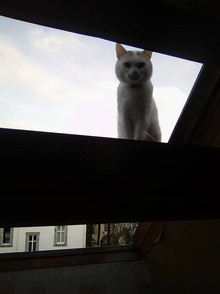 Magic a rejoint le concours — aidez-le/la à gagner de superbes lots ! building, carnivore, cat, cloud, domestic_short_haired_cat, fawn, felidae, glass, grey, rectangle, roof, shade, sky, small_to_medium_sized_cats, stairs, tail, tints_and_shades, whiskers, window, wood