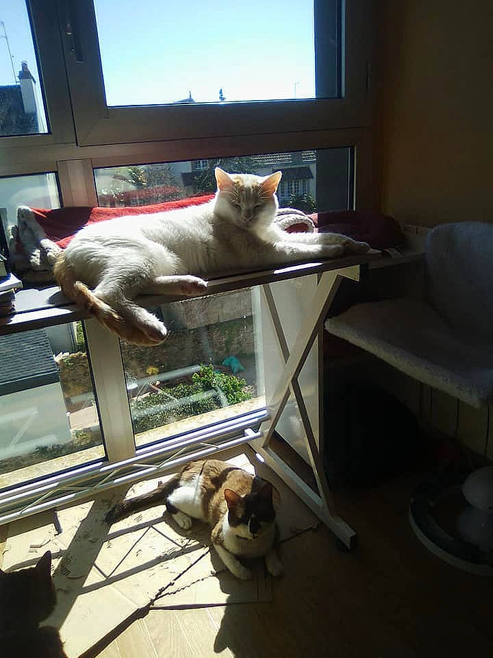 Magic participe au concours pour gagner de l'argent avec cette photo : canidae, carnivore, cat, comfort, companion_dog, domestic_short_haired_cat, fawn, felidae, flooring, fur, interior_design, pet_supply, room, shade, sky, small_to_medium_sized_cats, tail, whiskers, window, wood