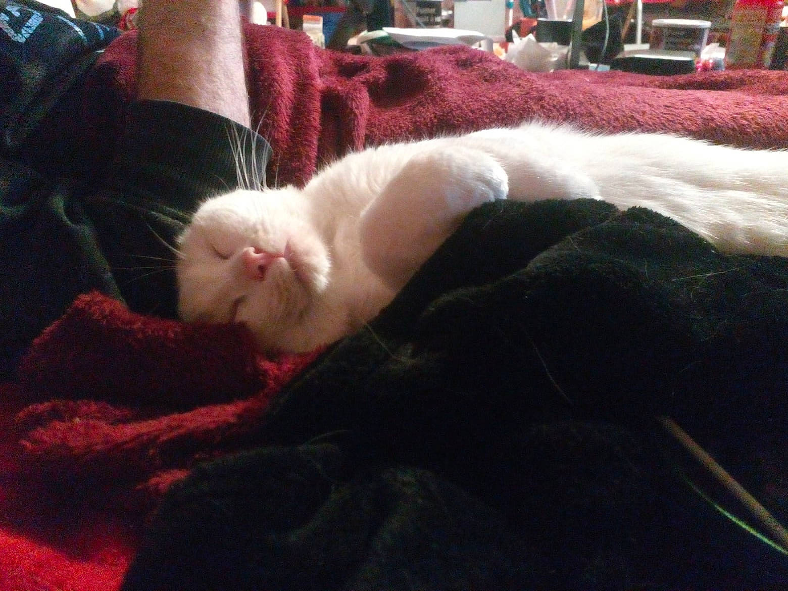 Magic participe au concours pour gagner de l'argent avec cette photo : canidae, carnivore, cat, comfort, companion_dog, couch, domestic_short_haired_cat, fawn, felidae, fur, human_leg, lap, nap, paw, room, small_to_medium_sized_cats, snout, sporting_group, tail, whiskers