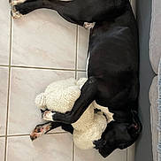 Saga a rejoint le concours — aidez-le/la à gagner de superbes lots ! dog, black_dog, stuffed_toy, sheep_toy, floor, tile_floor, sleeping, resting, pet, animal, paw, pink_paw, white_paw, fur, couch_edge, home_interior, cozy, cute, companion, relaxed