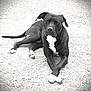 Saga participe au concours pour gagner de l'argent avec cette photo : dog, black_dog, white_paws, white_chest, lying_down, gravel, outdoor, pet, animal, canine, resting, crossed_paws, vignette, monochrome, portrait, muzzle, ears, tail, fur, quiet