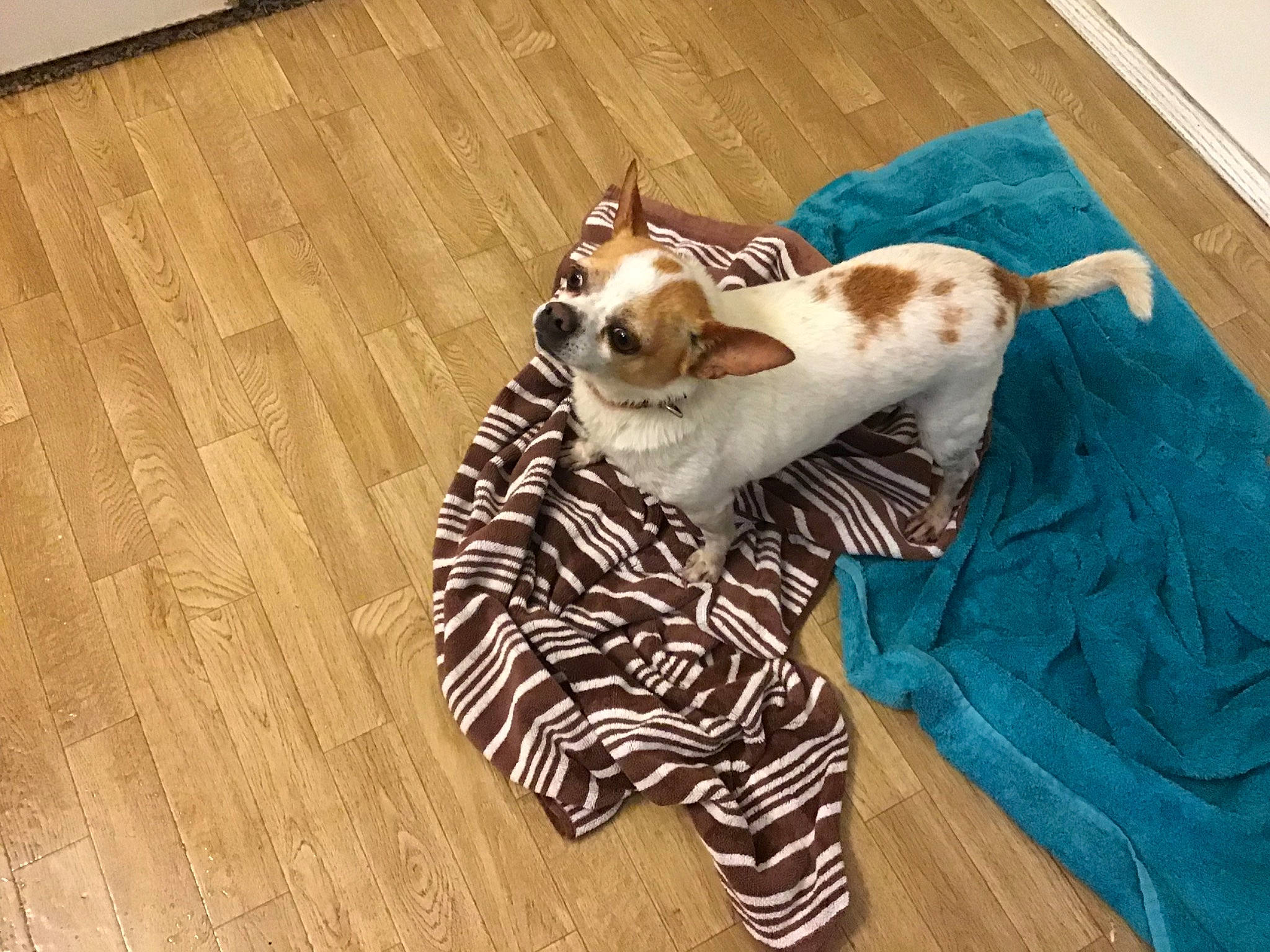 Jingles is registered to the contest to win money with this photo: canidae, carnivore, cat, companion_dog, dog, dog_breed, dog_clothes, fawn, floor, flooring, fur, hardwood, jack_russell_terrier, paw, puppy, rat_terrier, sporting_group, tail, whiskers, wood