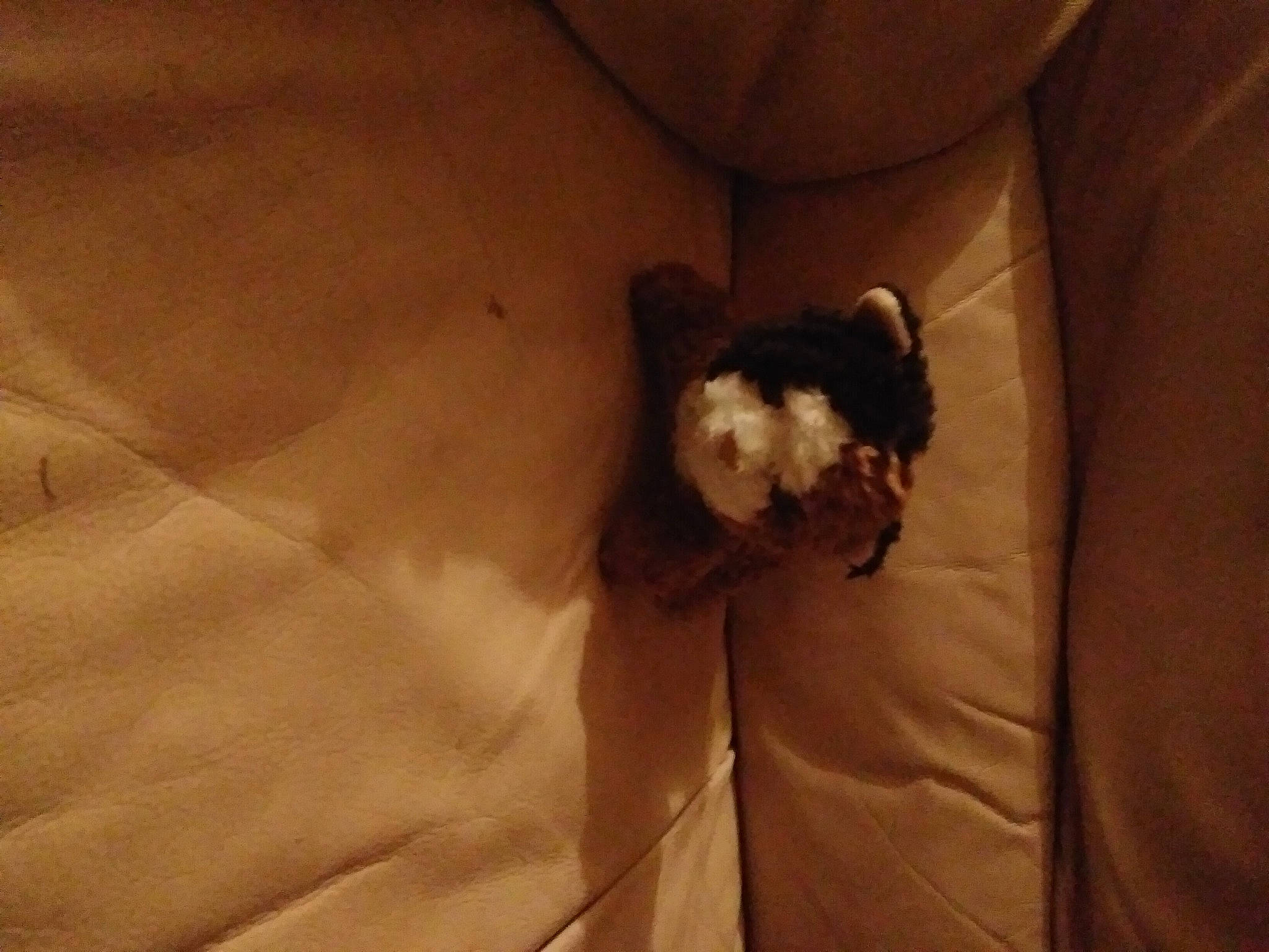 Chouquette participe au concours pour gagner de l'argent avec cette photo : canidae, carnivore, comfort, companion_dog, dog, dog_breed, fawn, felidae, formal_wear, hardwood, human_leg, linens, mammal, small_to_medium_sized_cats, snout, sporting_group, tail, tints_and_shades, whiskers, wood