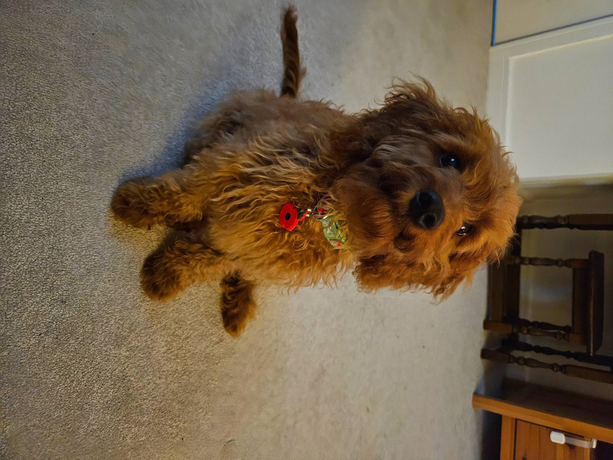 Bracken is registered to the contest to win money with this photo: canidae, carnivore, companion_dog, dog, dog_breed, dog_supply, fawn, fur, liver, pet_supply, small_terrier, snout, sporting_group, tail, terrier, toy_dog, water_dog, welsh_terrier, working_animal, yorkipoo