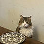cat, long_hair_cat, feline, pet, plate, patterned_plate, ceramic_plate, table, wooden_table, tabletop, wall, indoor, fur, whiskers, green_eyes, stare, sitting, gaze, dining, home_decor
