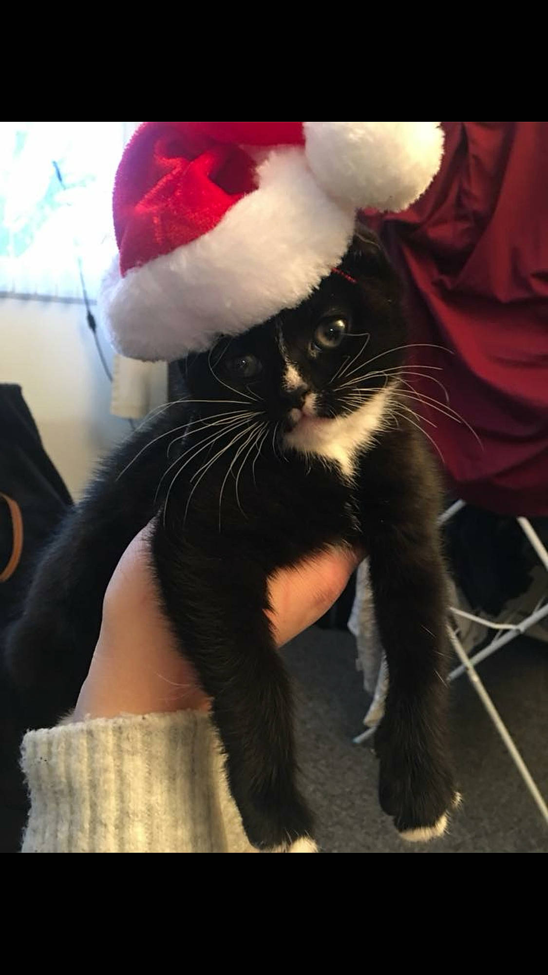 Socks is registered to the contest to win money with this photo: black_cat, carnivore, cat, felidae, fictional_character, fur, nose, small_to_medium_sized_cats, snout, tail, whiskers